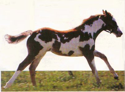 Pinto Horse Running